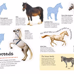ISBN Horses and Ponies Ultimate Sticker book Children & teenagers English Paperback 32 pages