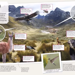 ISBN Children's Illustrated Animal Atlas book Children & teenagers English Hardcover 96 pages