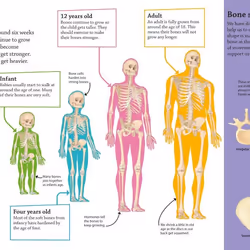 ISBN DKfindout! Human Body book Biology English Paperback 64 pages