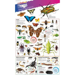 ISBN DKfindout! Bugs Poster book Children & teenagers English Paperback 1 pages