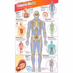 ISBN DKfindout! Human Body Poster, Biology, English, Paperback, 1 pages