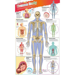 ISBN DKfindout! Human Body Poster book Biology English Paperback 1 pages