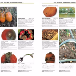 ISBN RHS Pests & Diseases book House & garden English Hardcover 224 pages