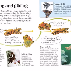 ISBN Butterflies and Moths book Children & teenagers English Hardcover 64 pages
