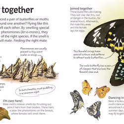 ISBN Butterflies and Moths book Children & teenagers English Hardcover 64 pages