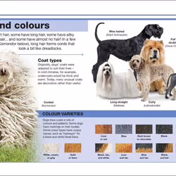 ISBN Pocket Eyewitness Dogs book Children & teenagers English Paperback 160 pages