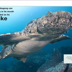 ISBN Pocket Eyewitness Sharks book Children & teenagers English Paperback 160 pages