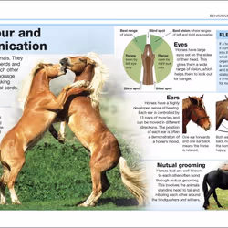 ISBN Pocket Eyewitness Horses book Children & teenagers English Paperback 160 pages