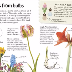 ISBN Flowers book Educational English Hardcover 64 pages