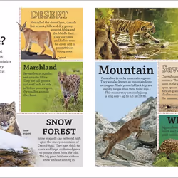 ISBN DKfindout! Big Cats book Children & teenagers English Paperback 64 pages