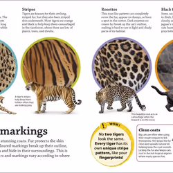 ISBN DKfindout! Big Cats book Children & teenagers English Paperback 64 pages