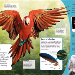 ISBN DKfindout! Birds book Children & teenagers English Paperback 64 pages