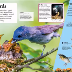ISBN DKfindout! Birds book Children & teenagers English Paperback 64 pages