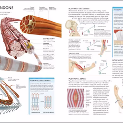 ISBN The Human Body book Educational English Hardcover 288 pages