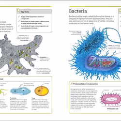 ISBN Super Simple Biology book Science & nature English Paperback 288 pages