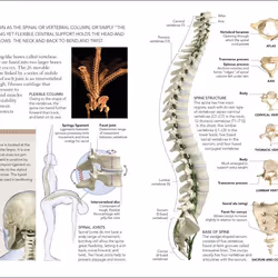 ISBN The Concise Human Body book Educational English Paperback 320 pages