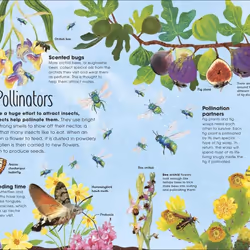 ISBN The of Brilliant Bugs book Children & teenagers English Hardcover 80 pages