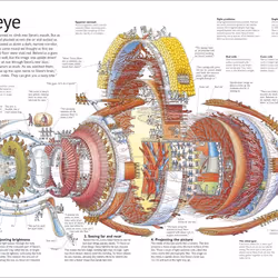 ISBN Stephen Biesty's Incredible Body Cross-Sections book Biology English Hardcover 32 pages
