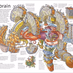 ISBN Stephen Biesty's Incredible Body Cross-Sections book Biology English Hardcover 32 pages