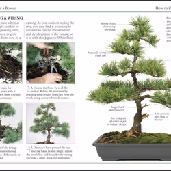 ISBN 101 Essential Tips Bonsai book House & garden English Paperback 72 pages