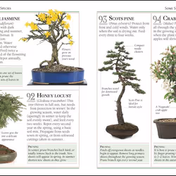 ISBN 101 Essential Tips Bonsai book House & garden English Paperback 72 pages