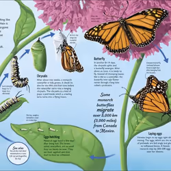 ISBN Life Cycles book Science & nature English Hardcover 144 pages