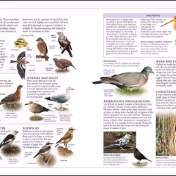 ISBN RSPB Complete Birds of Britain and Europe book Science & nature English Hardcover 512 pages