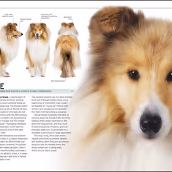 ISBN The Complete Dog Breed book Educational English Hardcover 352 pages