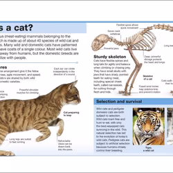 ISBN Cats book Children & teenagers English Paperback 160 pages
