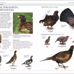 ISBN RSPB Birds of Britain and Europe book Science & nature English Paperback 480 pages