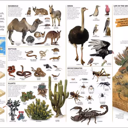 ISBN Picturepedia book Reference & languages English Hardcover 368 pages