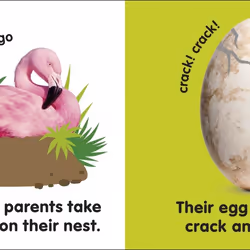 ISBN Baby Touch and Feel Flamingo book Children & teenagers English Hardcover 14 pages