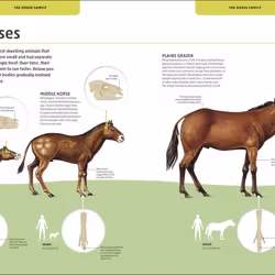 ISBN Horses & Ponies book Children & teenagers English Hardcover 192 pages