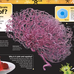 ISBN The Brain book Biology English Hardcover 72 pages