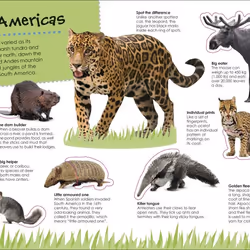 ISBN Ultimate Sticker Animals book Children & teenagers English Paperback 32 pages