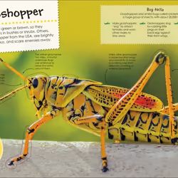 ISBN Ultimate Sticker Bugs book Children & teenagers English Paperback 32 pages
