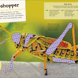 ISBN Ultimate Sticker Bugs book Children & teenagers English Paperback 32 pages