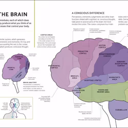 ISBN The Brain Fitness book English Paperback 192 pages