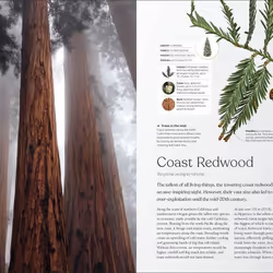 ISBN The Tree book Science & nature English Hardcover 320 pages