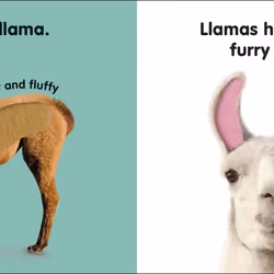 ISBN Baby Touch and Feel Llama book Educational English Hardcover 14 pages