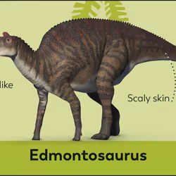 ISBN My First Dinosaur Flash Cards book Educational English Paperback 54 pages