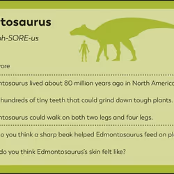 ISBN My First Dinosaur Flash Cards book Educational English Paperback 54 pages