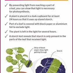 ISBN Super Simple Biology Revision Cards Key Stages 3 and 4 book Children & teenagers English Paperback 125 pages