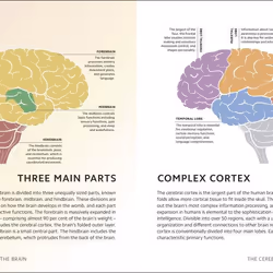 ISBN Simply The Brain book English Hardcover 160 pages