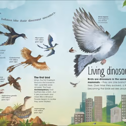 ISBN The Extraordinary World of Birds book Children & teenagers English Hardcover 80 pages