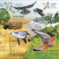 ISBN The Extraordinary World of Birds book Children & teenagers English Hardcover 80 pages