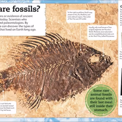ISBN My of Fossils book Children & teenagers English Hardcover 96 pages