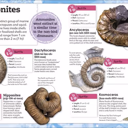 ISBN My of Fossils book Children & teenagers English Hardcover 96 pages