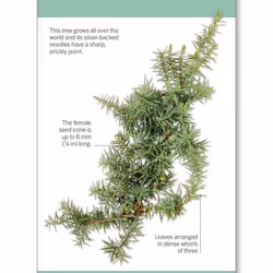 ISBN Our World in Pictures Trees of the World Flash Cards book Children & teenagers English Paperback 125 pages