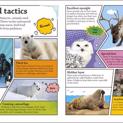 ISBN DKFindout! Arctic and Antarctic book Children & teenagers English Paperback 64 pages